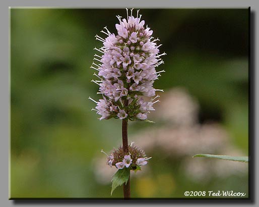 Peppermint (Mentha piperita)