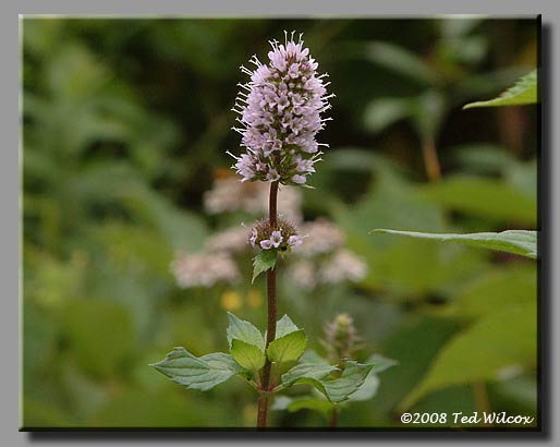 Peppermint (Mentha piperita)