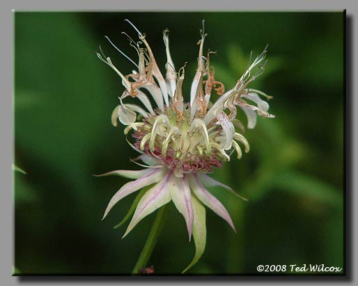Eastern Bergamot (Monarda bradburiana)