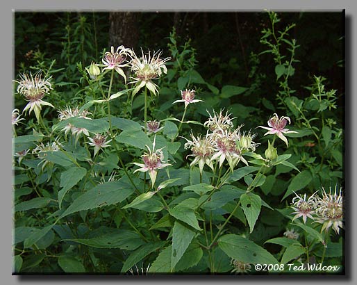 Eastern Bergamot (Monarda bradburiana)