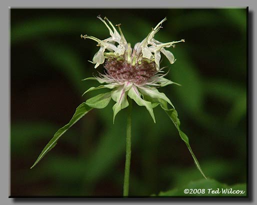 Eastern Bergamot (Monarda bradburiana)