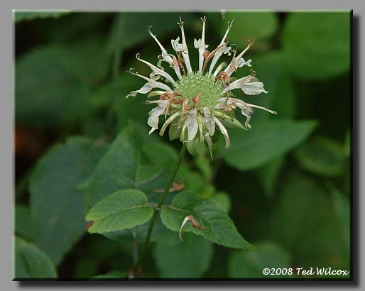 Basil Bee Balm (Monarda clinopodia)