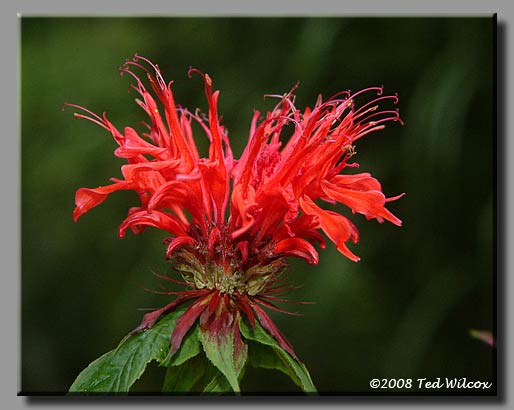 Crimson Bee Balm / Oswego Tea (Monarda didyma)