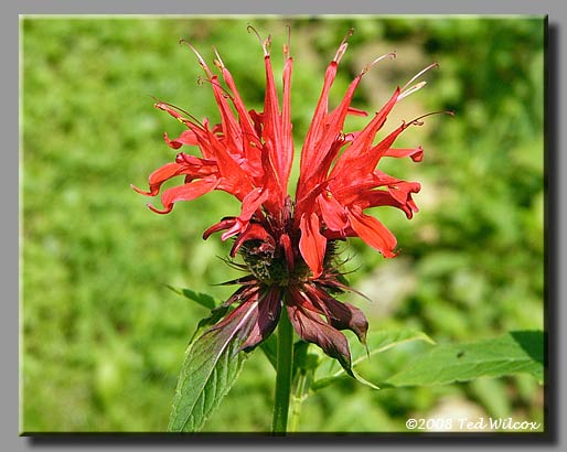 Crimson Bee Balm / Oswego Tea (Monarda didyma)