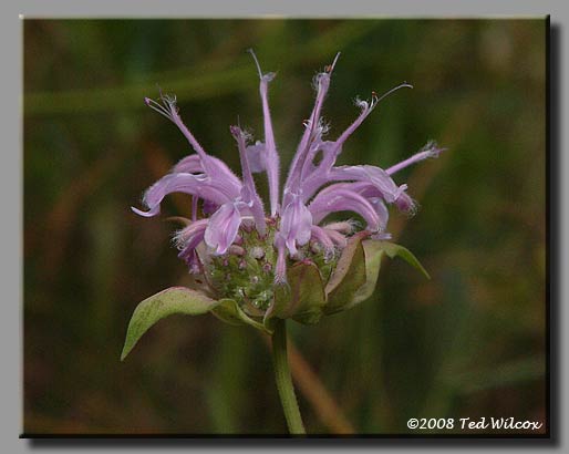 Wild Bergamot (Monarda fistulosa)