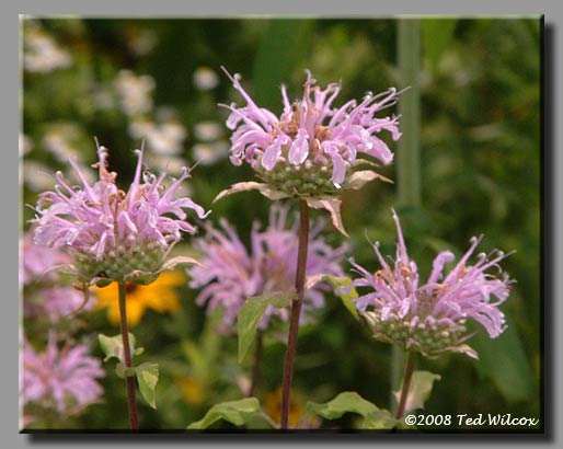 Wild Bergamot (Monarda fistulosa)