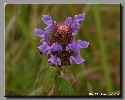 Heal All / Selfheal (Prunella vulgaris)