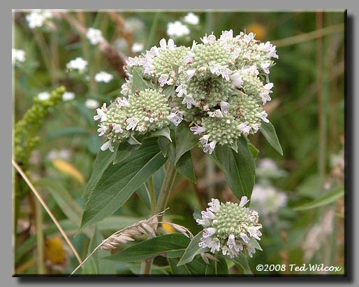 Loomis' Mountain Mint (Pycnanthemum loomisii)