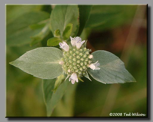 Loomis' Mountain Mint (Pycnanthemum loomisii)