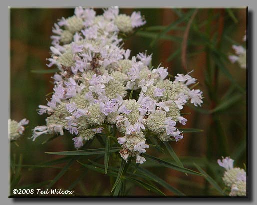 Narrowleaf Mountain Mint (Pycnanthemum tenuifolium)