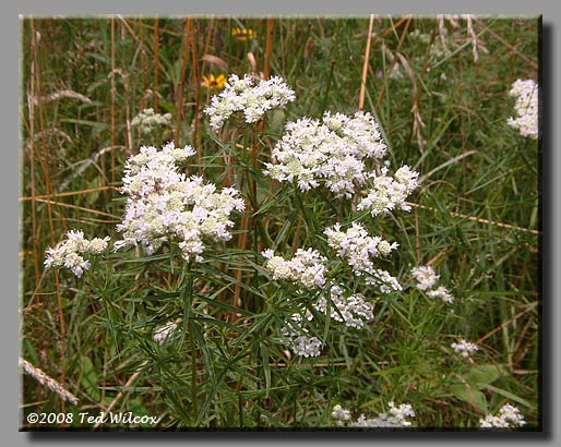 Narrowleaf Mountain Mint (Pycnanthemum tenuifolium)