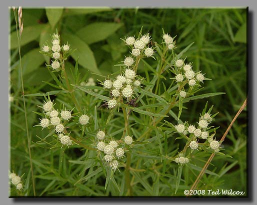 Narrowleaf Mountain Mint (Pycnanthemum tenuifolium)