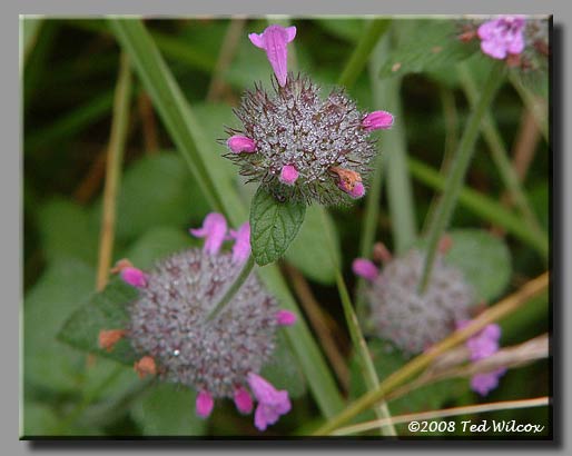 Wild Basil (Satureja vulgaris)