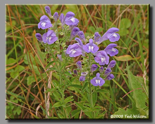 Hyssopleaf Skullcap (Scutellaria integrifolia)