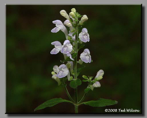 Southern Showy Skullcap (Scutellaria psudoserrata)