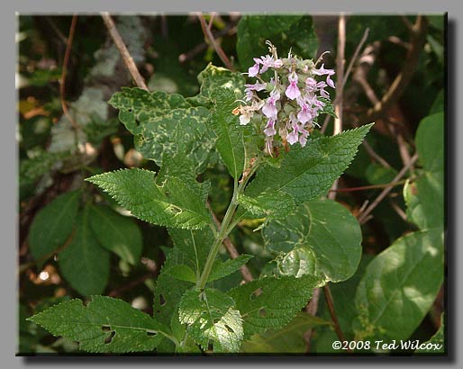 American Germander / Wood Sage (Teucrium canadense)
