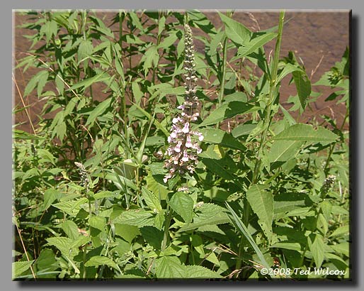 American Germander / Wood Sage (Teucrium canadense)