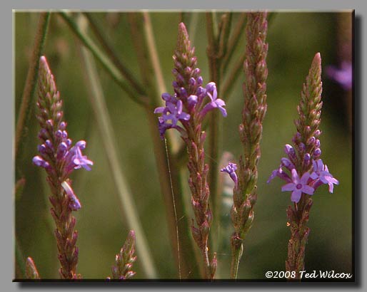 Blue Vervain (Verbena hastata)