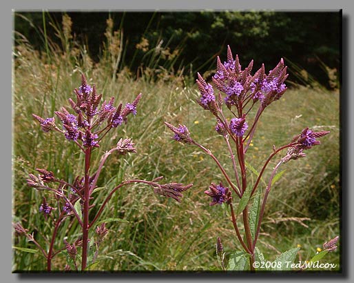 Blue Vervain (Verbena hastata)