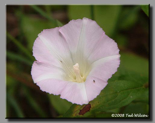 Hedge Bindweed (Calystegia sepium)