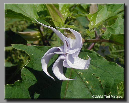 Jimsonweed (Datura stramonium)