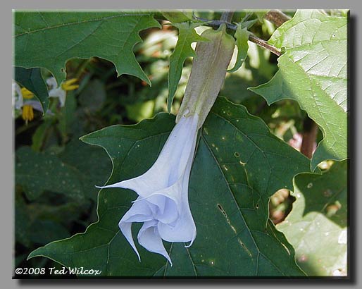 Jimsonweed (Datura stramonium)
