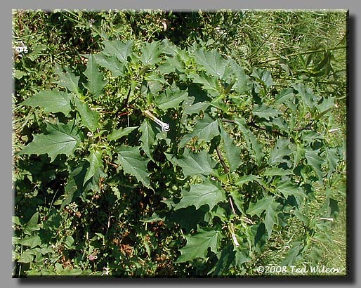 Jimsonweed (Datura stramonium)