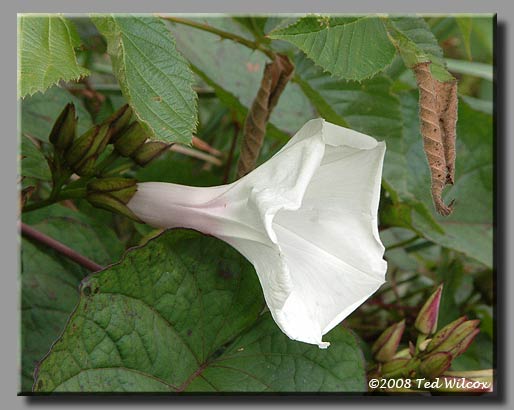 Wild Potato Vine (Ipomoea pandurata)