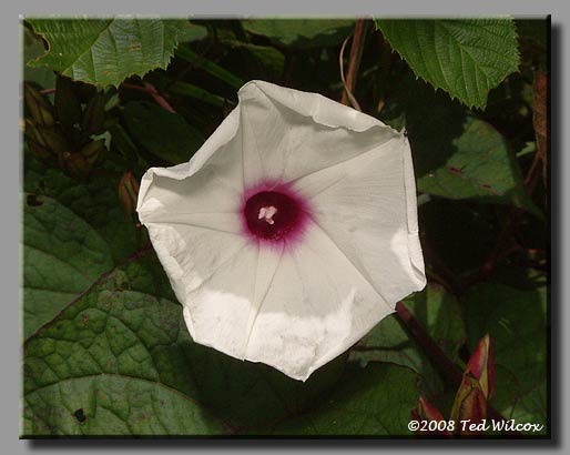 Wild Potato Vine (Ipomoea pandurata)