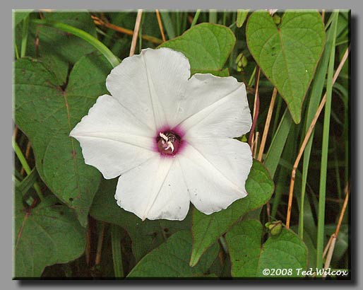 Wild Potato Vine (Ipomoea pandurata)
