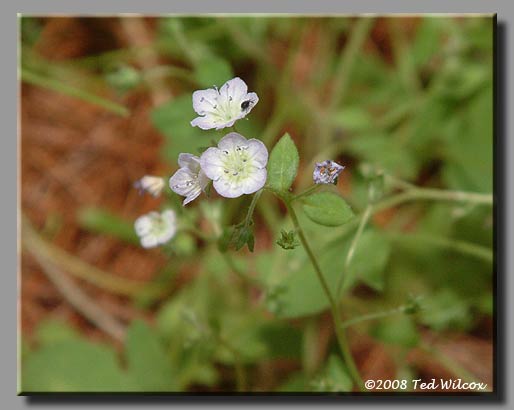 Glade Phacelia (Phacelia dubia)