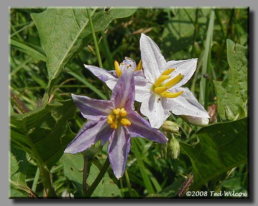Horse Nettle (Solanum carolinense)