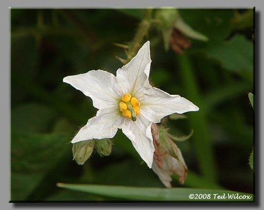 Horse Nettle (Solanum carolinense)