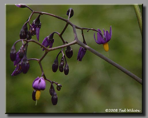 Bittersweet Nightshade (Solanum dulcamara)