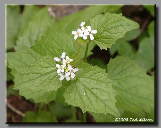 Garlic Mustard (Alliaria petiolata)