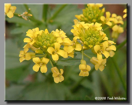 Winter Cress / Yellow Rocket (Barbarea vulgaris)