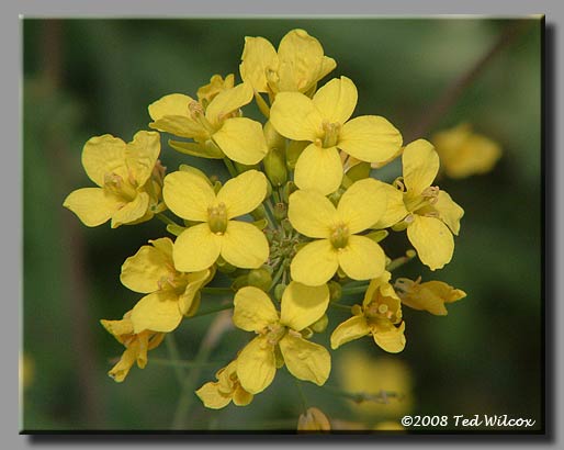 Field Mustard / Turnip (Brassica rapa)