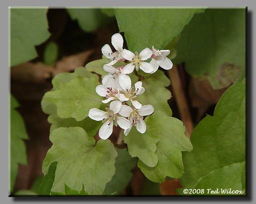 Bitter Cress (Cardamine clematitis)