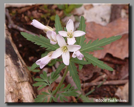 Cutleaf Toothwort (Dentaria laciniata)