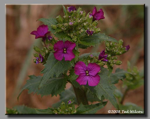 Honesty / Money Plant (Lunaria annua)