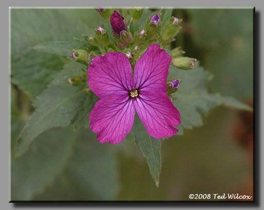 Honesty / Money Plant (Lunaria annua)
