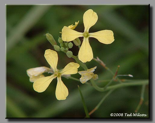 Wild Radish (Raphanus raphanistrum)