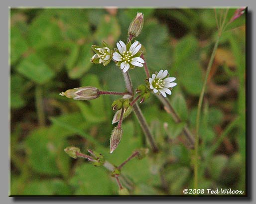 Mouse-Ear Chickweed (Cerastium fontanum)