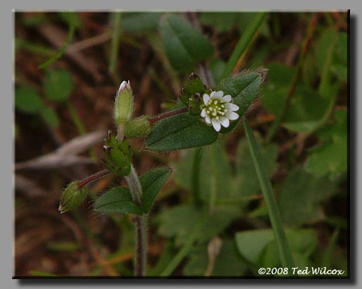 Mouse-Ear Chickweed (Cerastium fontanum)
