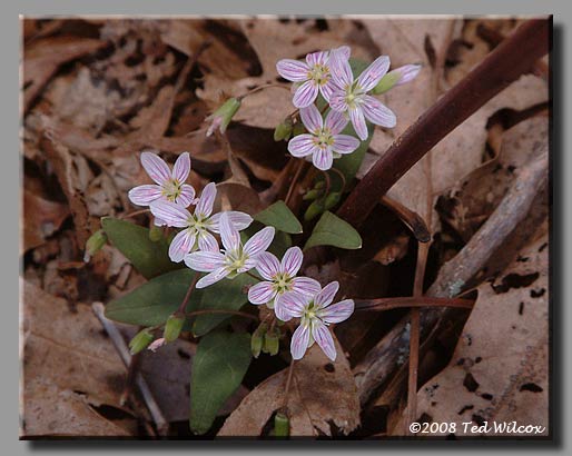 Carolina Spring Beauty (Claytonia caroliniana)