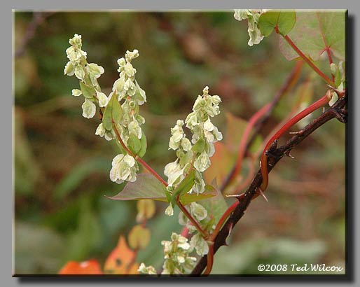 Fringed Bindweed (Polygonum cilinode)