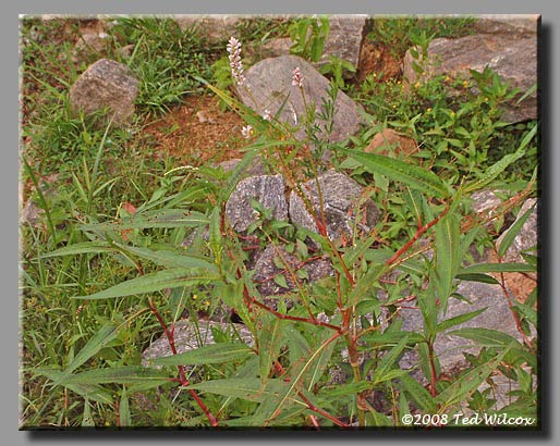 Pink Smartweed (Polygonum pensylvanicum)