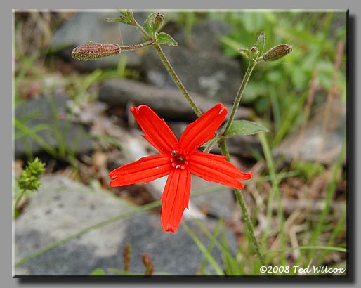 Fire Pink (Silene virginica)