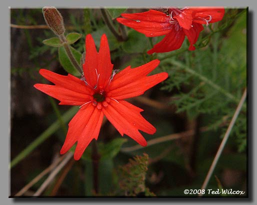 Fire Pink (Silene virginica)