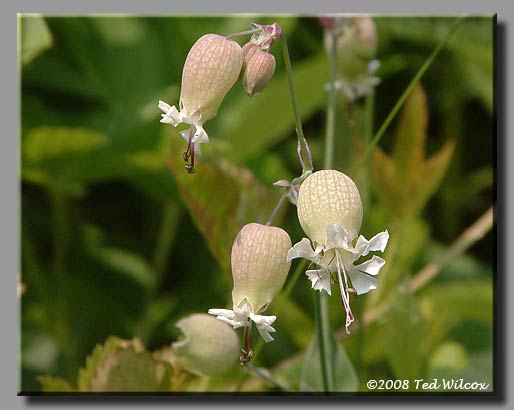 Bladder Campion (Silene vulgaris)